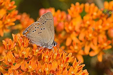 《细胞分裂：重制版》仍在开发中 或于2026年发布